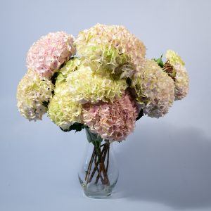 Pastel Hydrangea