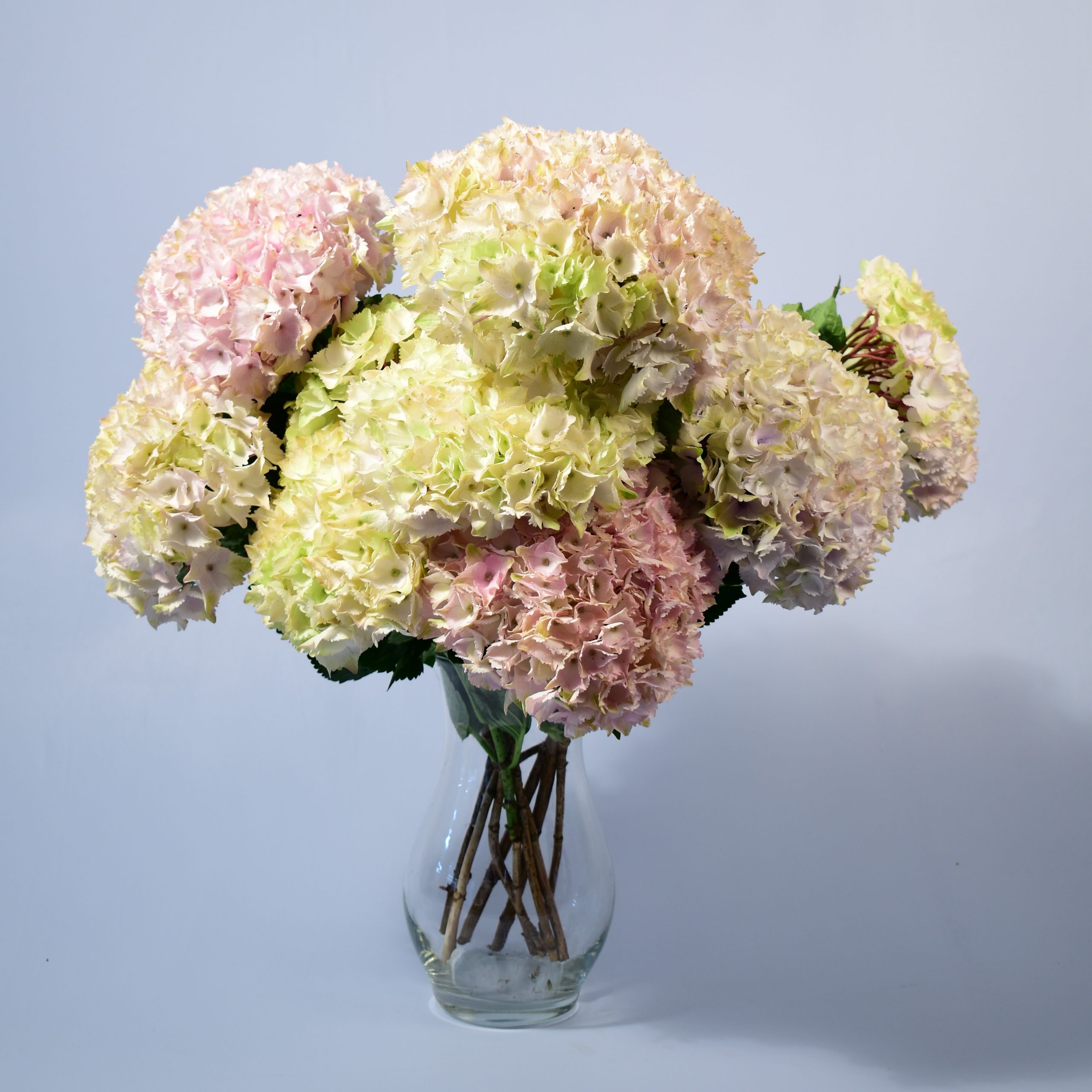 Pastel Hydrangea
