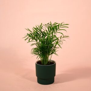 Chamaedorea Elegans (Parlour Palm)