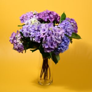 Bright Hydrangea
