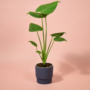 Monstera Deliciosa