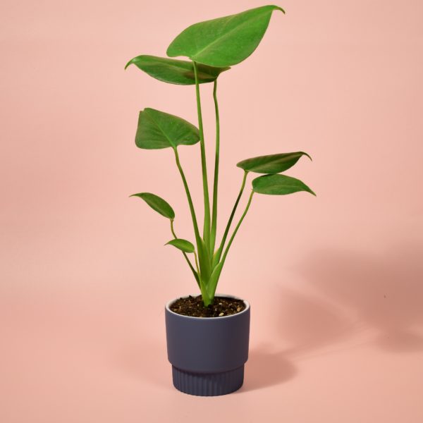 Monstera Deliciosa