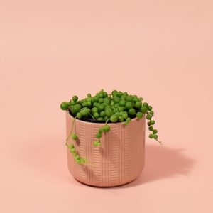 Senecio Rowleyanus (String of Pearls)